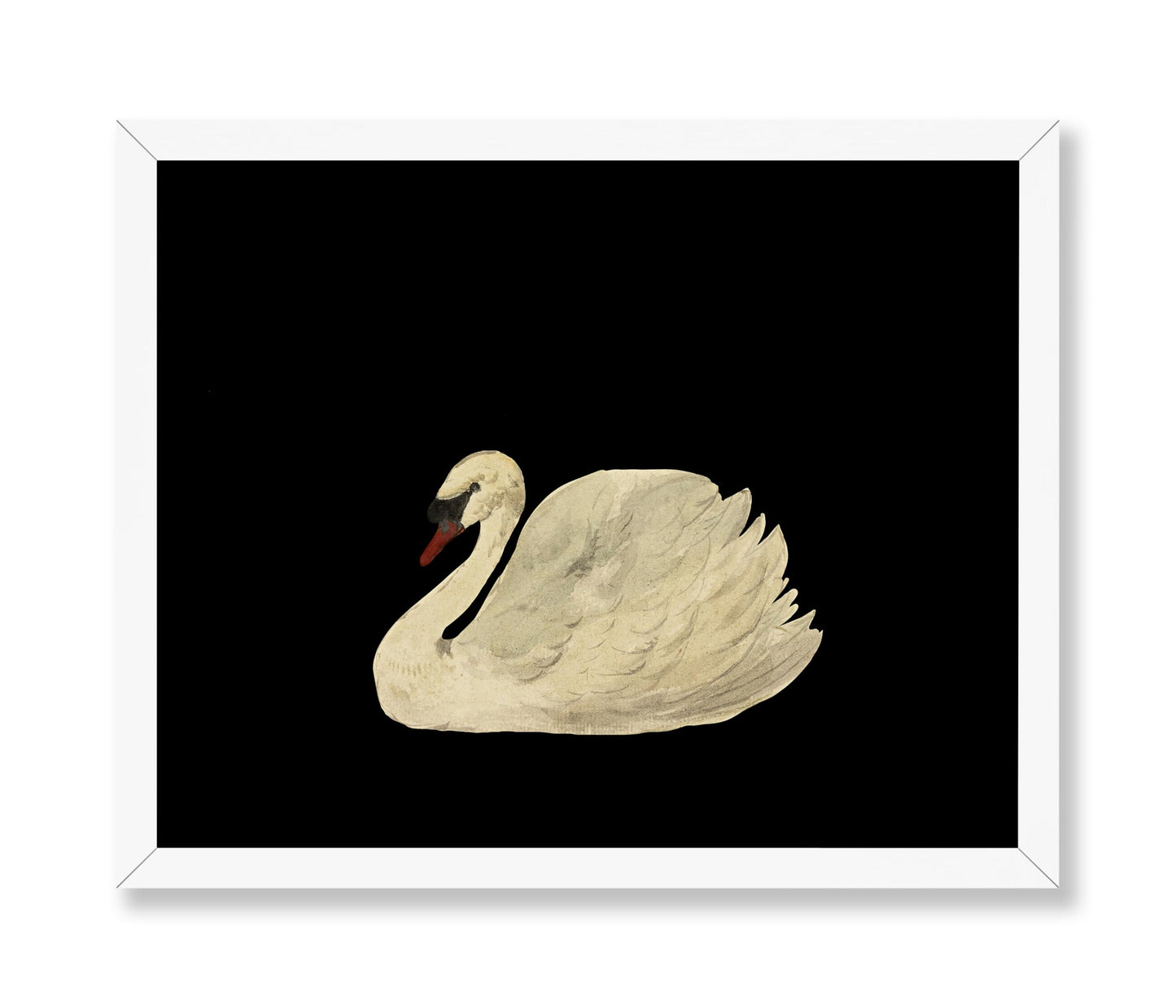 White Swan No1