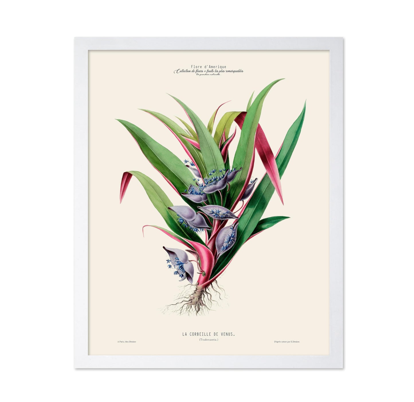 Spiderwort Plant