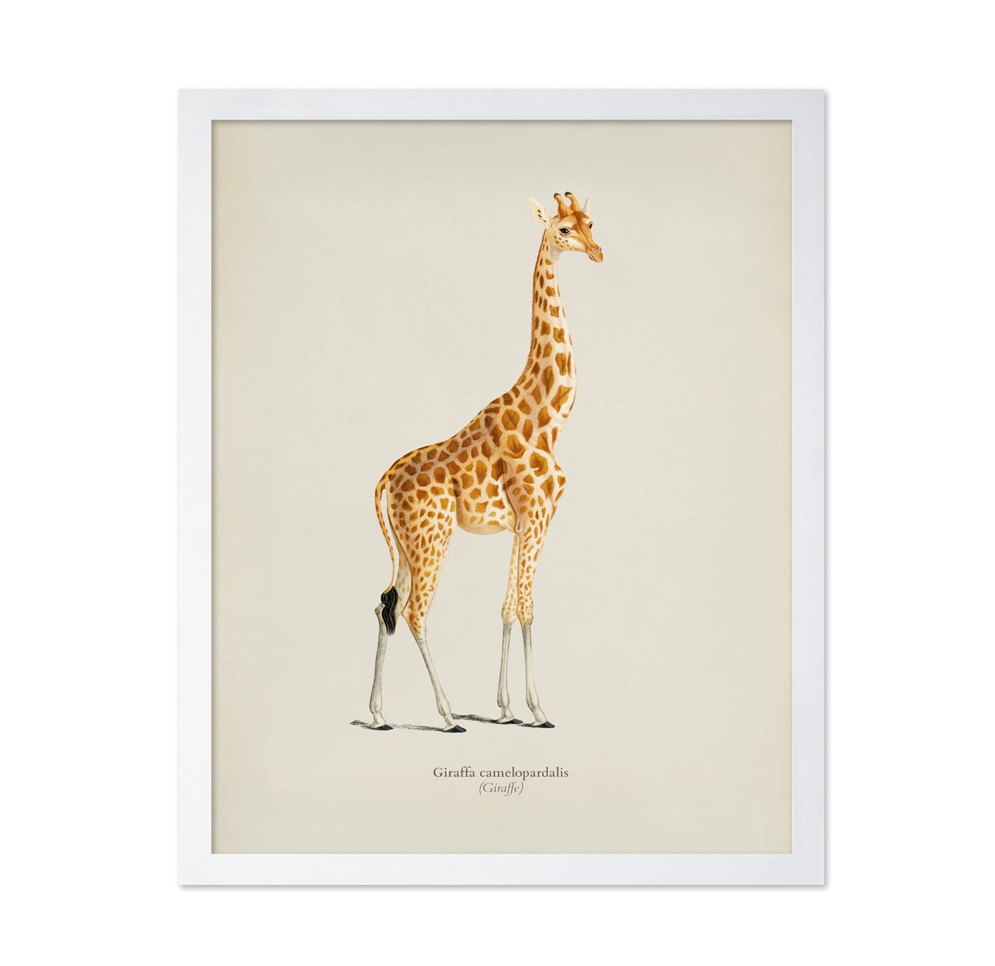 Giraffe Portrait No2