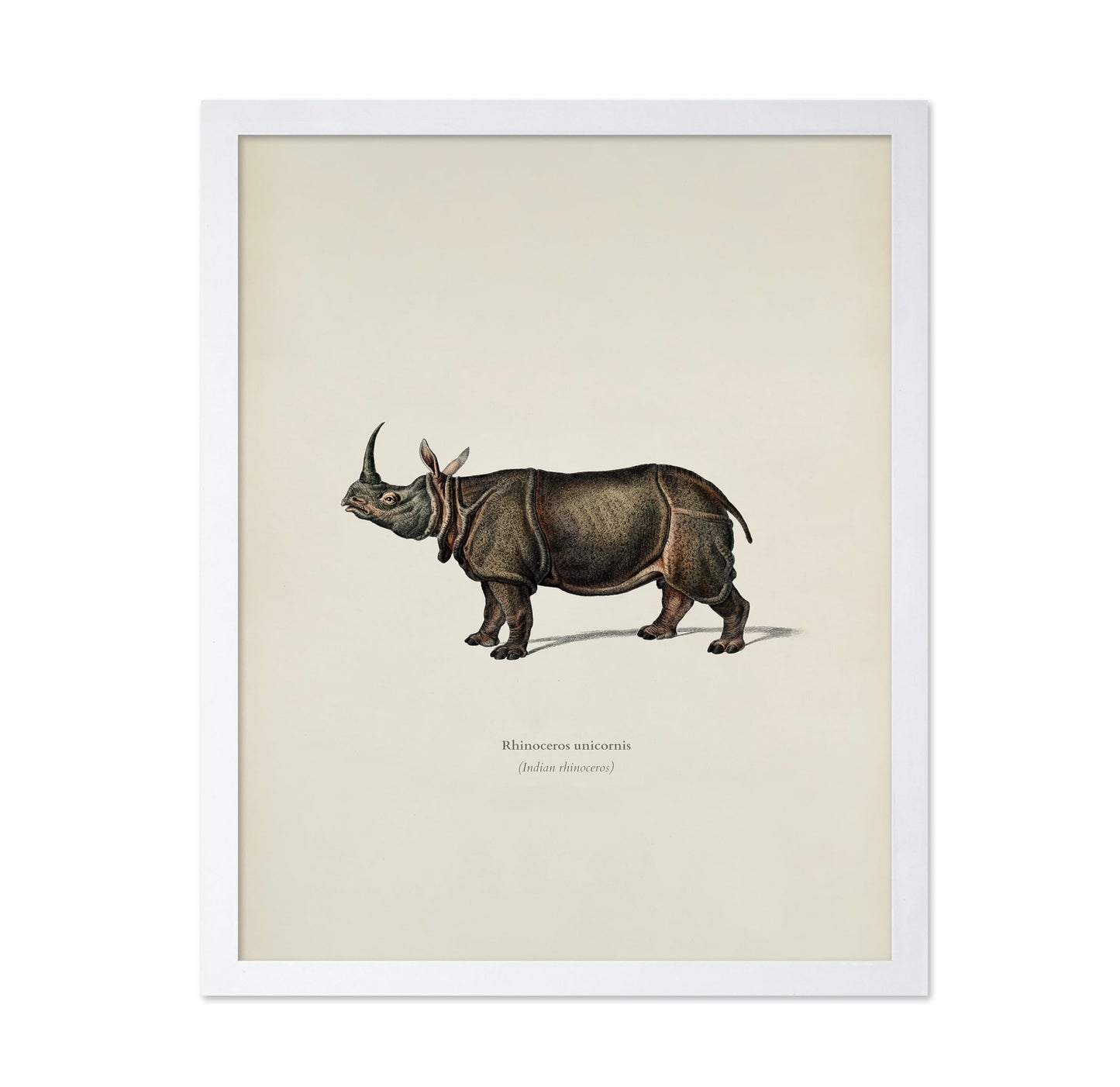 Indian Rhinoceros