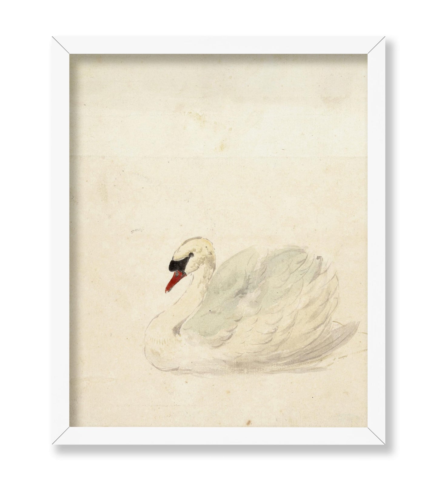 Aert Schouman - Zwaan