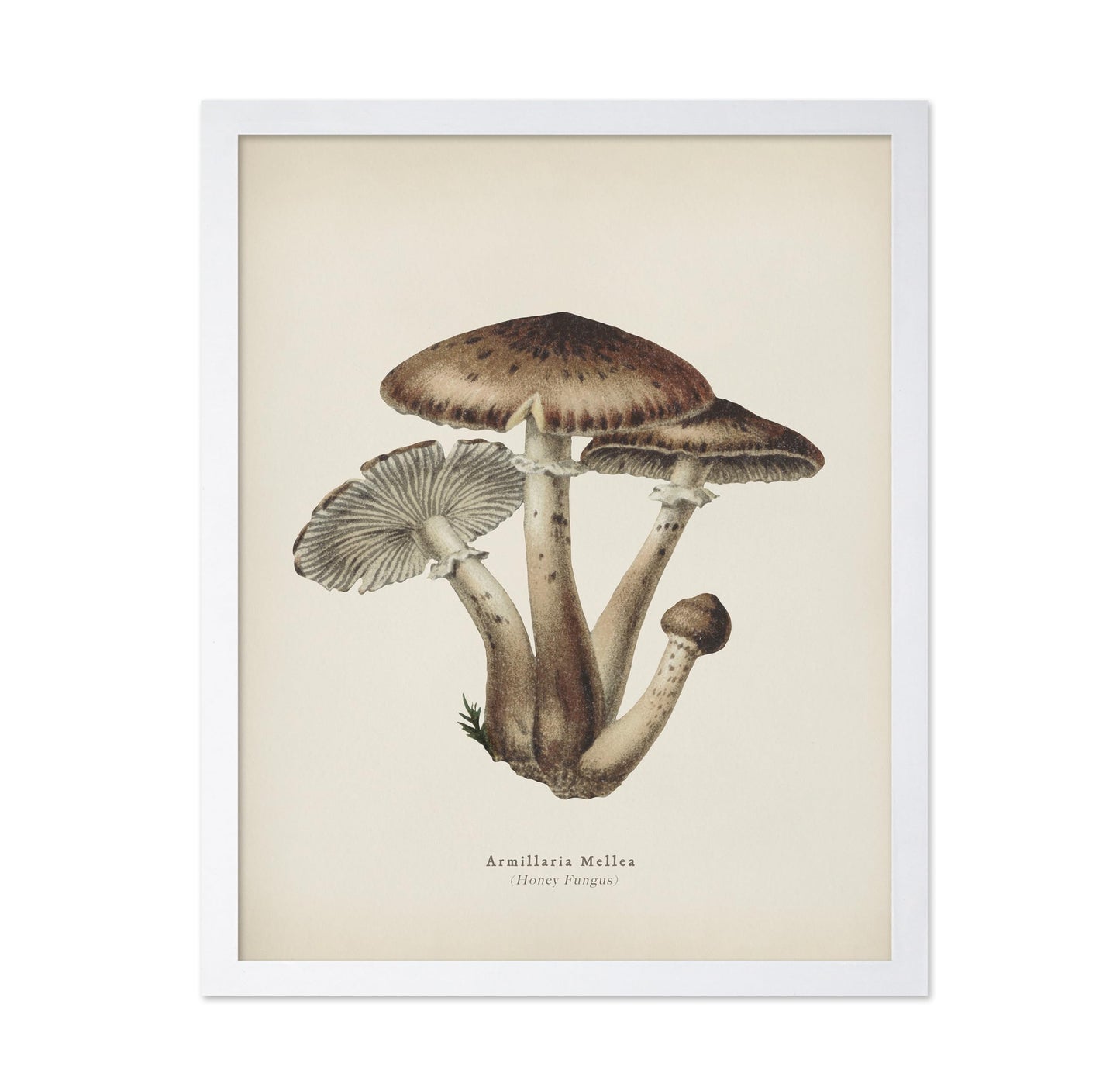 Honey Fungus
