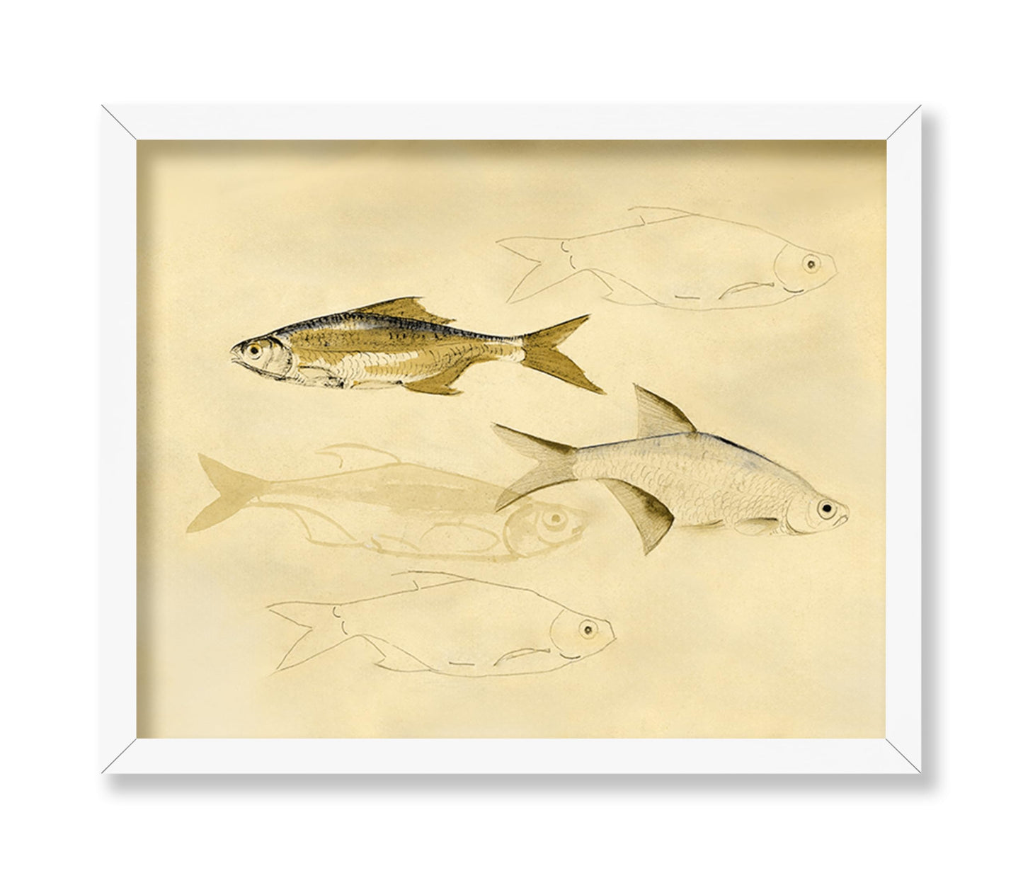 Fish Sketch