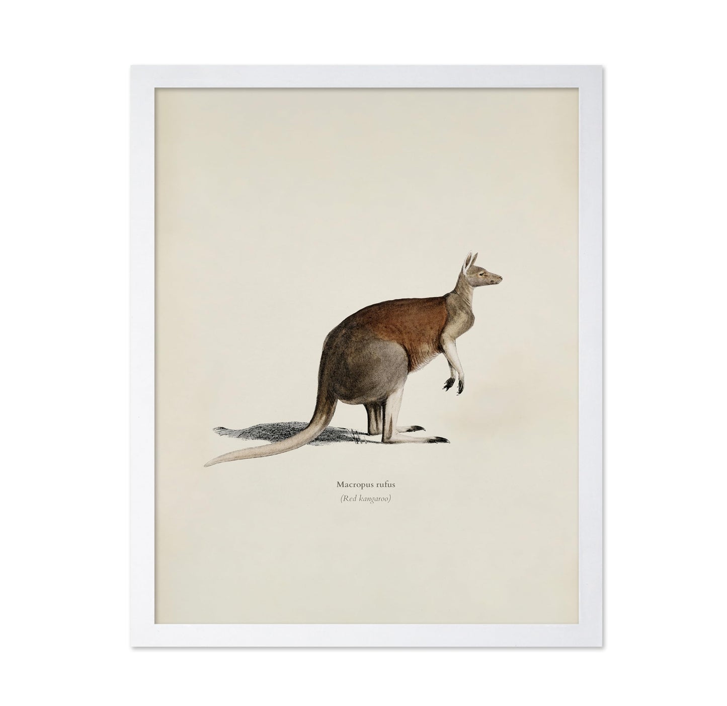 Red Kangaroo