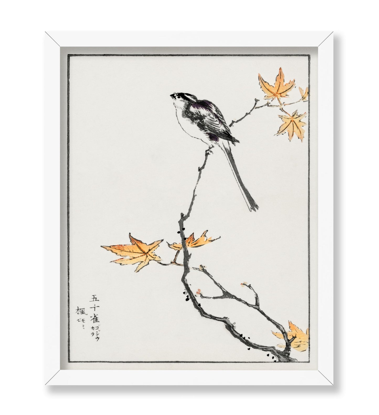 Long-Tailed Tit and Maple Tree