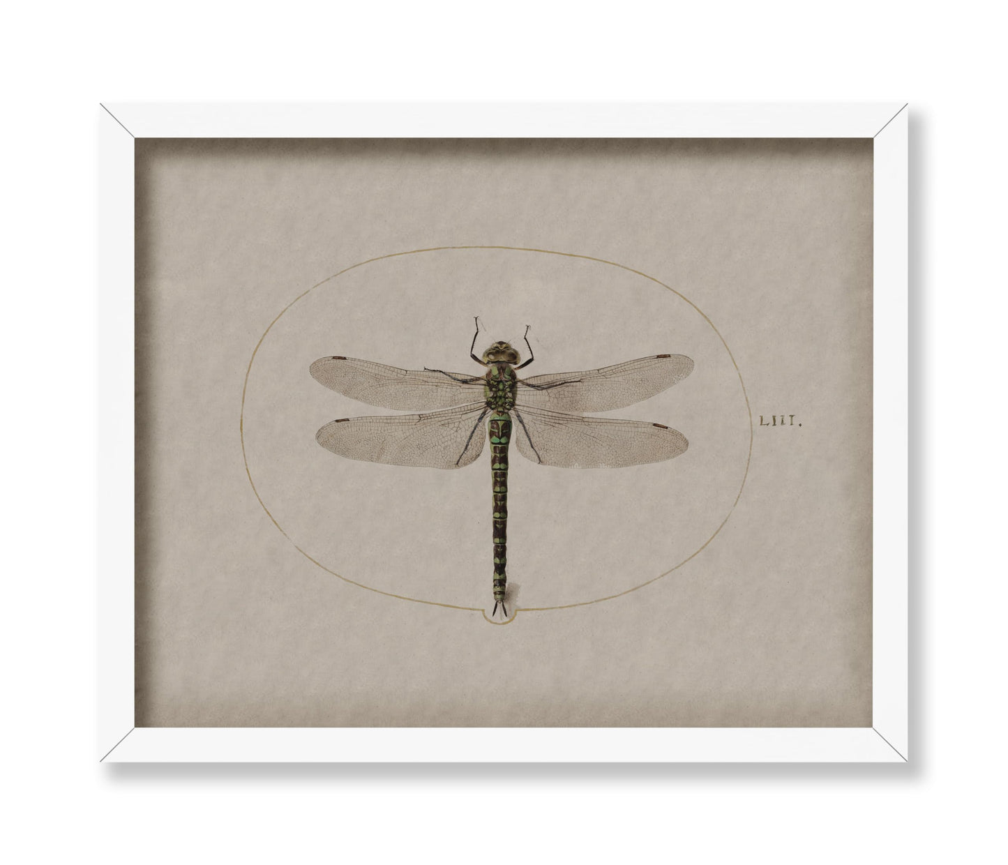 Dragonfly