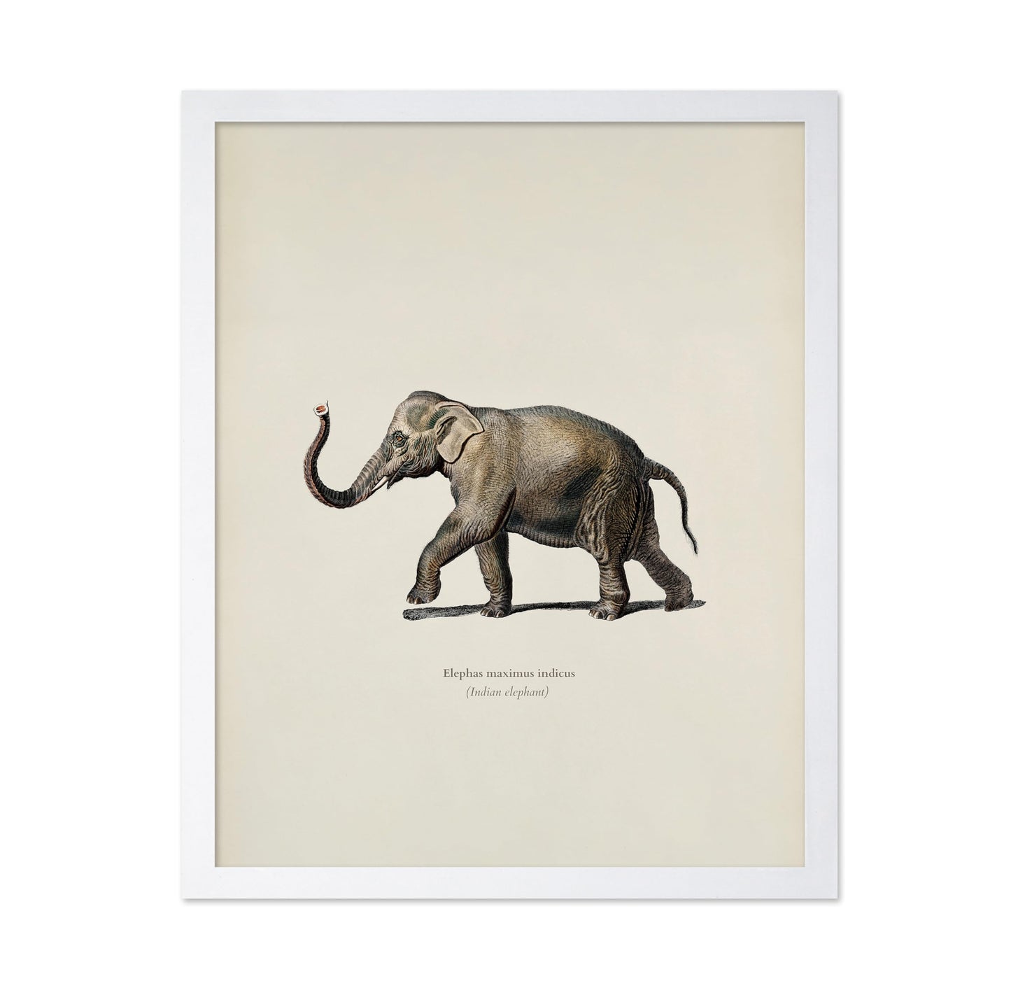 Indian Elephant
