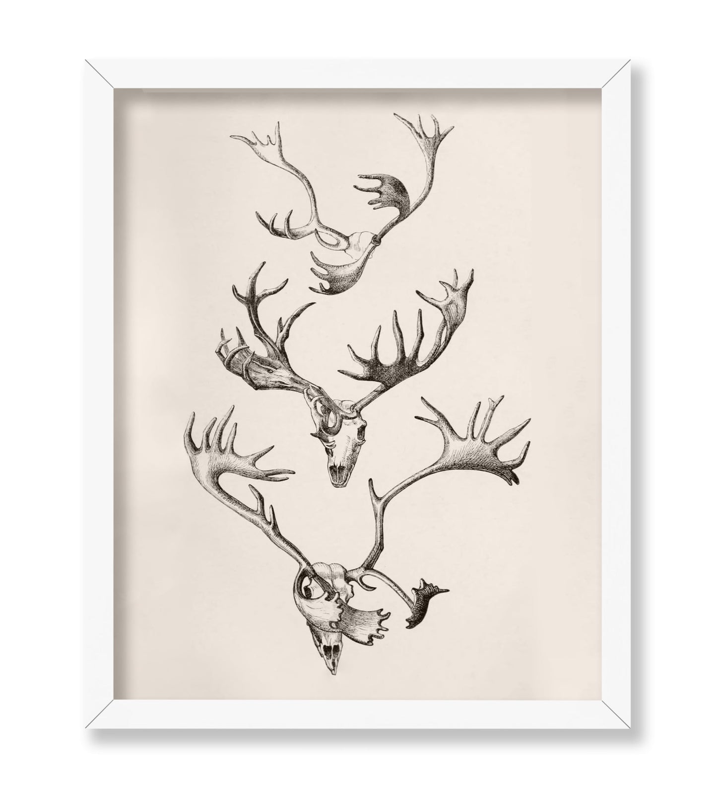 Skull and Antlers