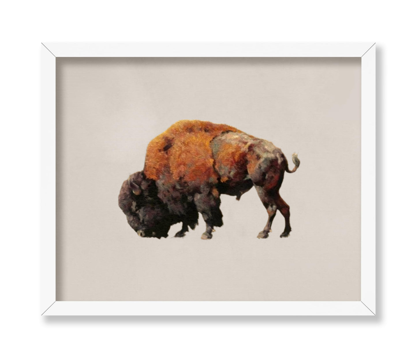 Bison Bull