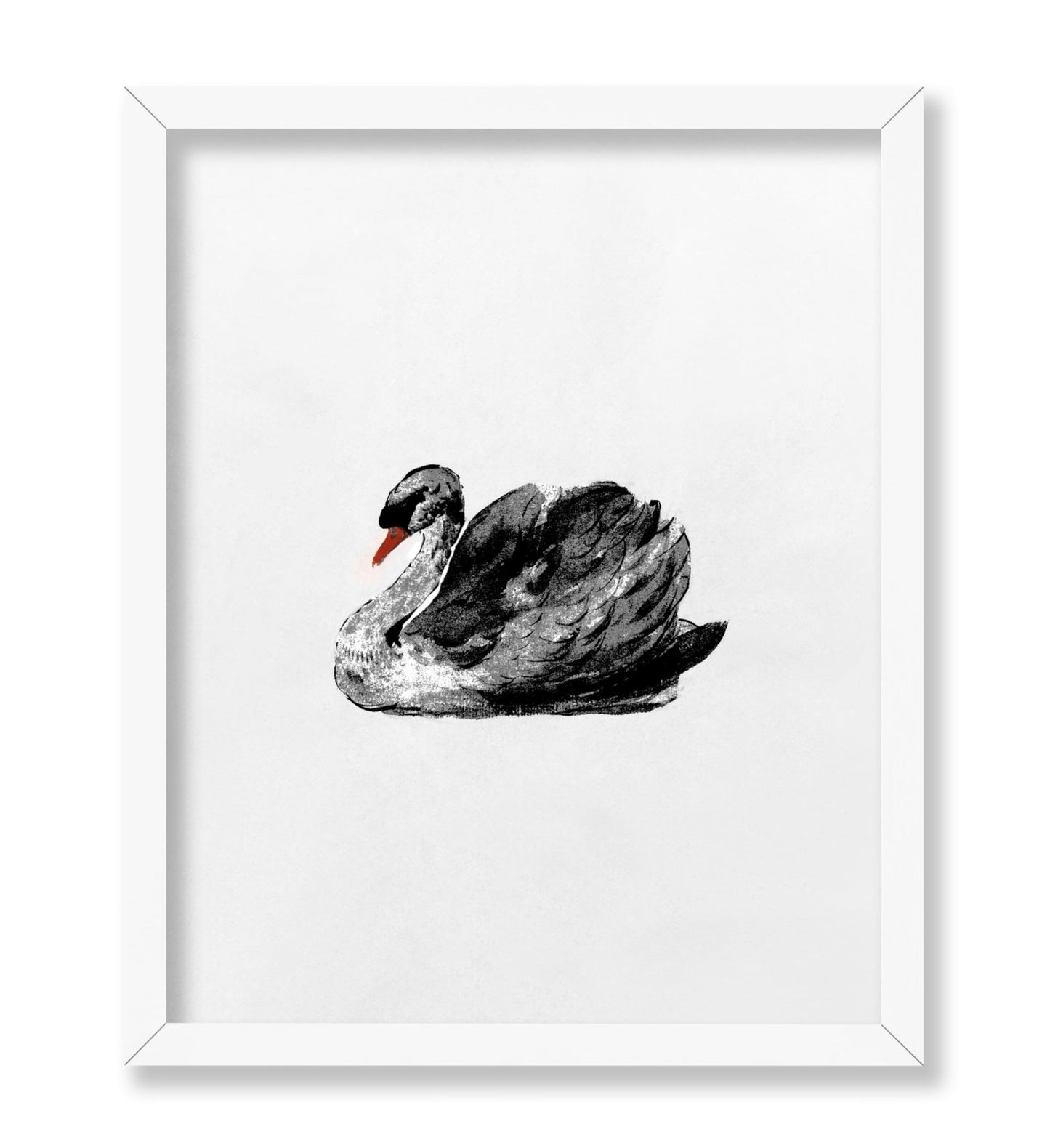Swan Portrait No2