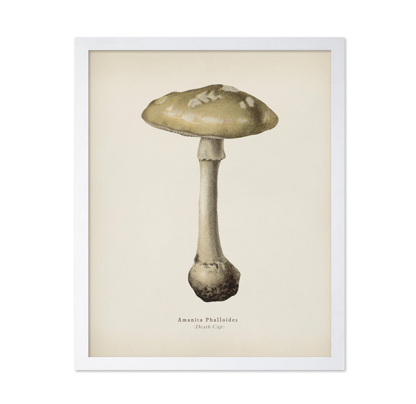 Death Cap Mushroom No2