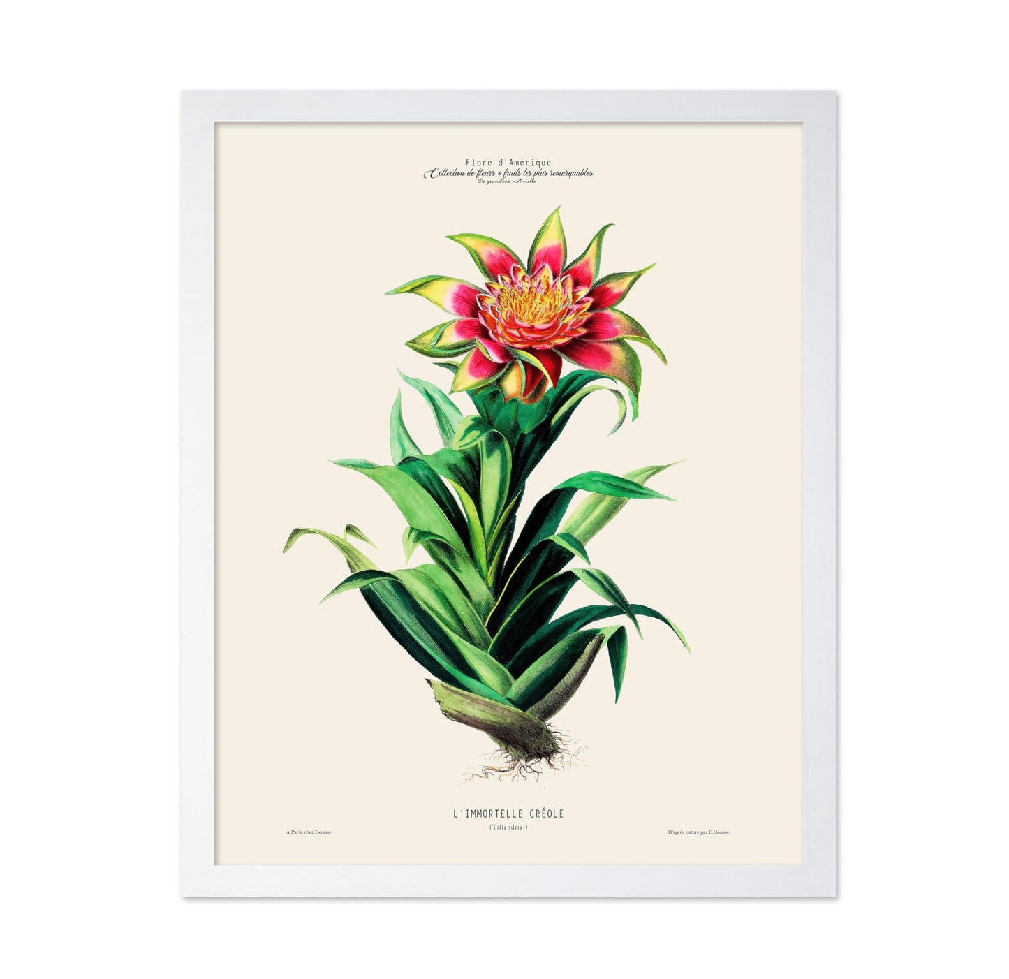 Air Plant