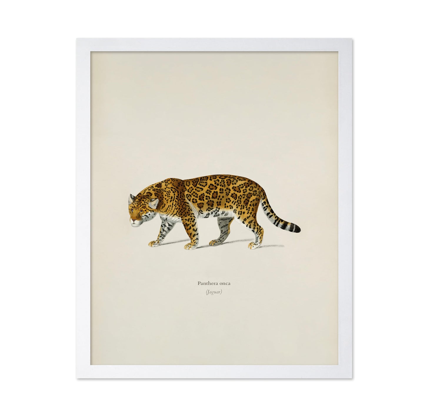 Panther Portrait
