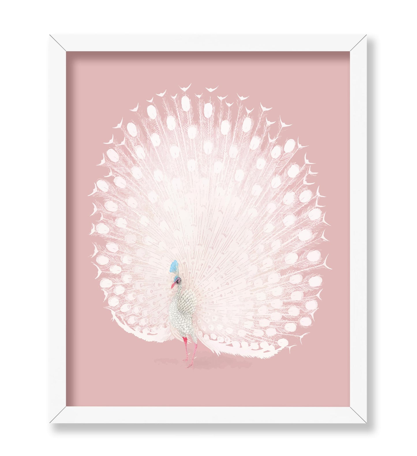 White Peacock