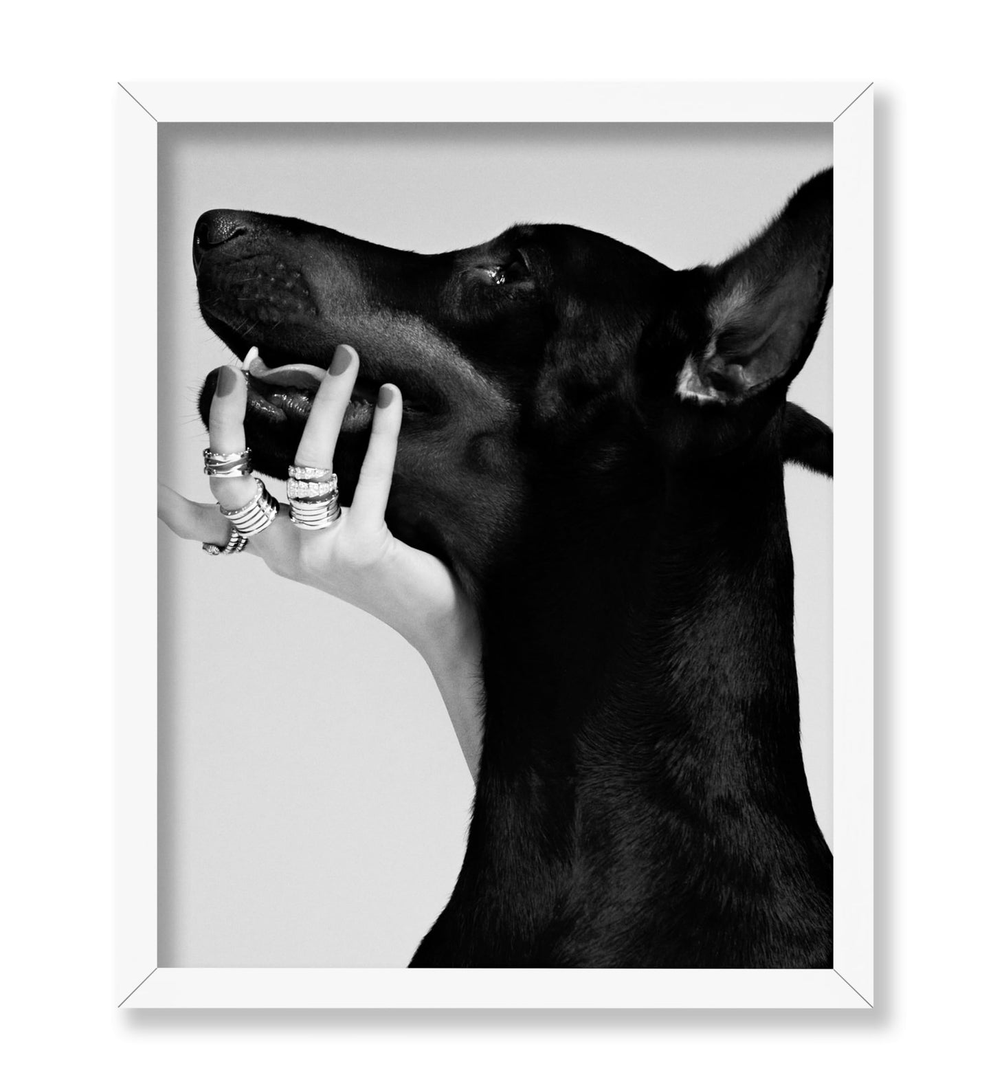 Black Dobermann