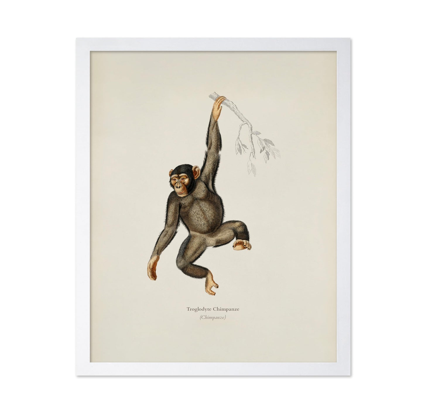 Chimpanzee Portrait