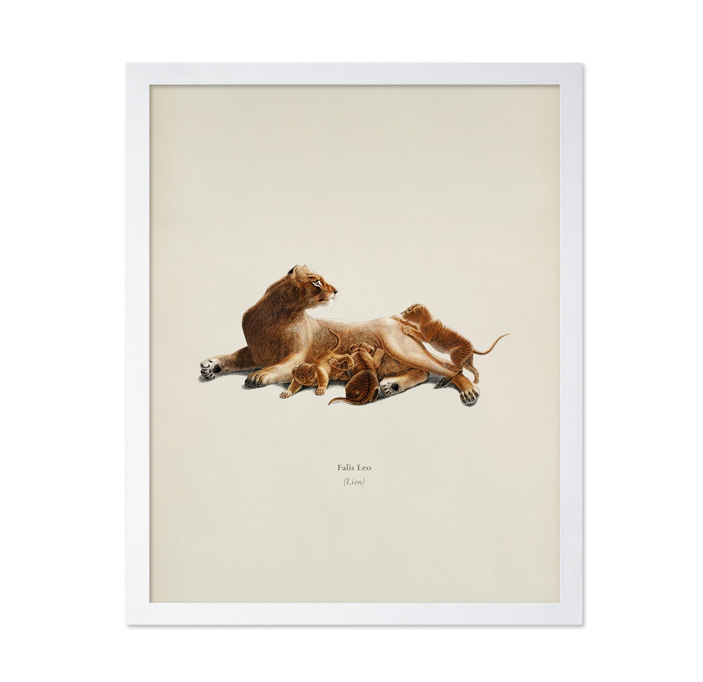 Lion & Cub