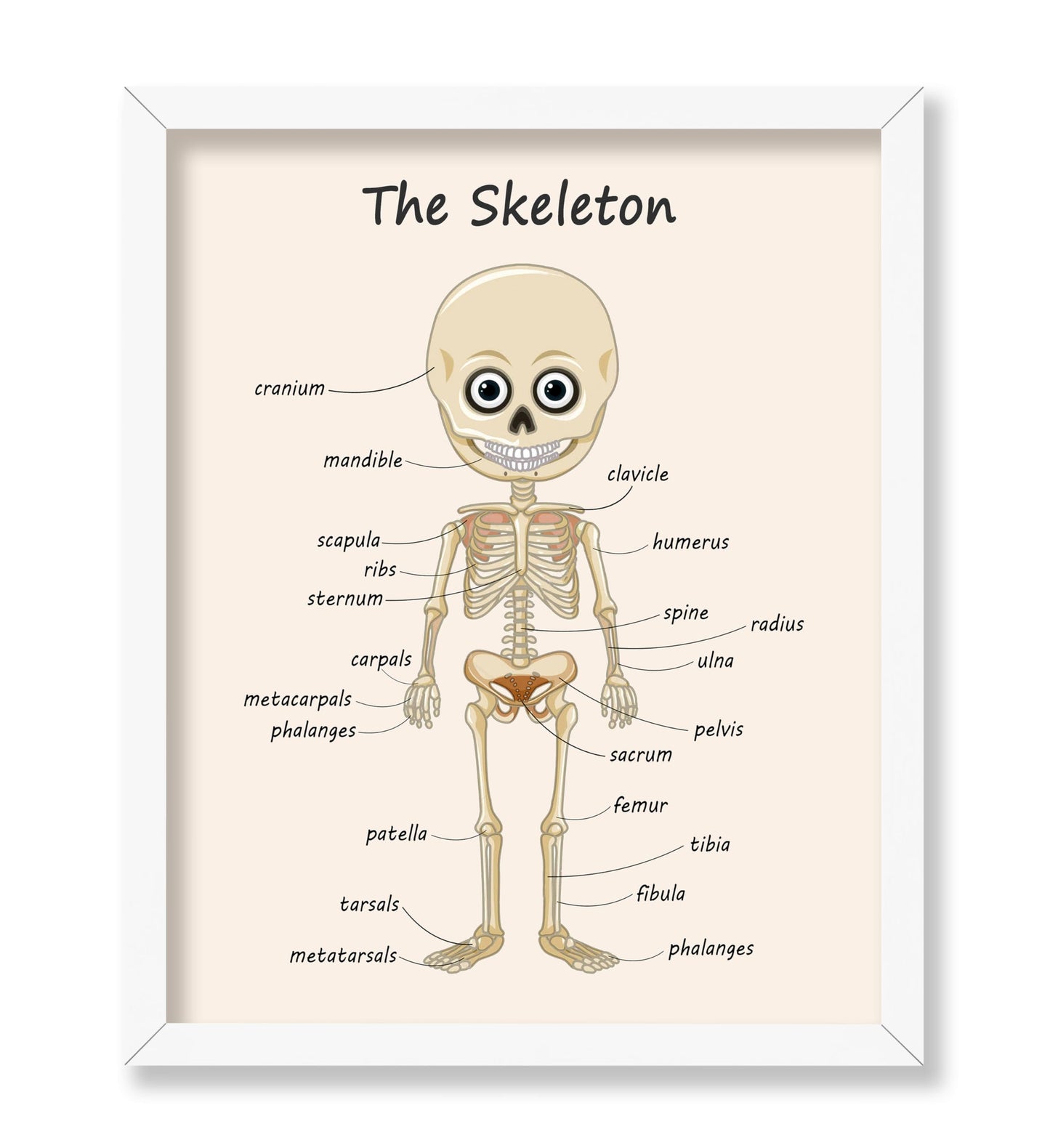 The Skeleton