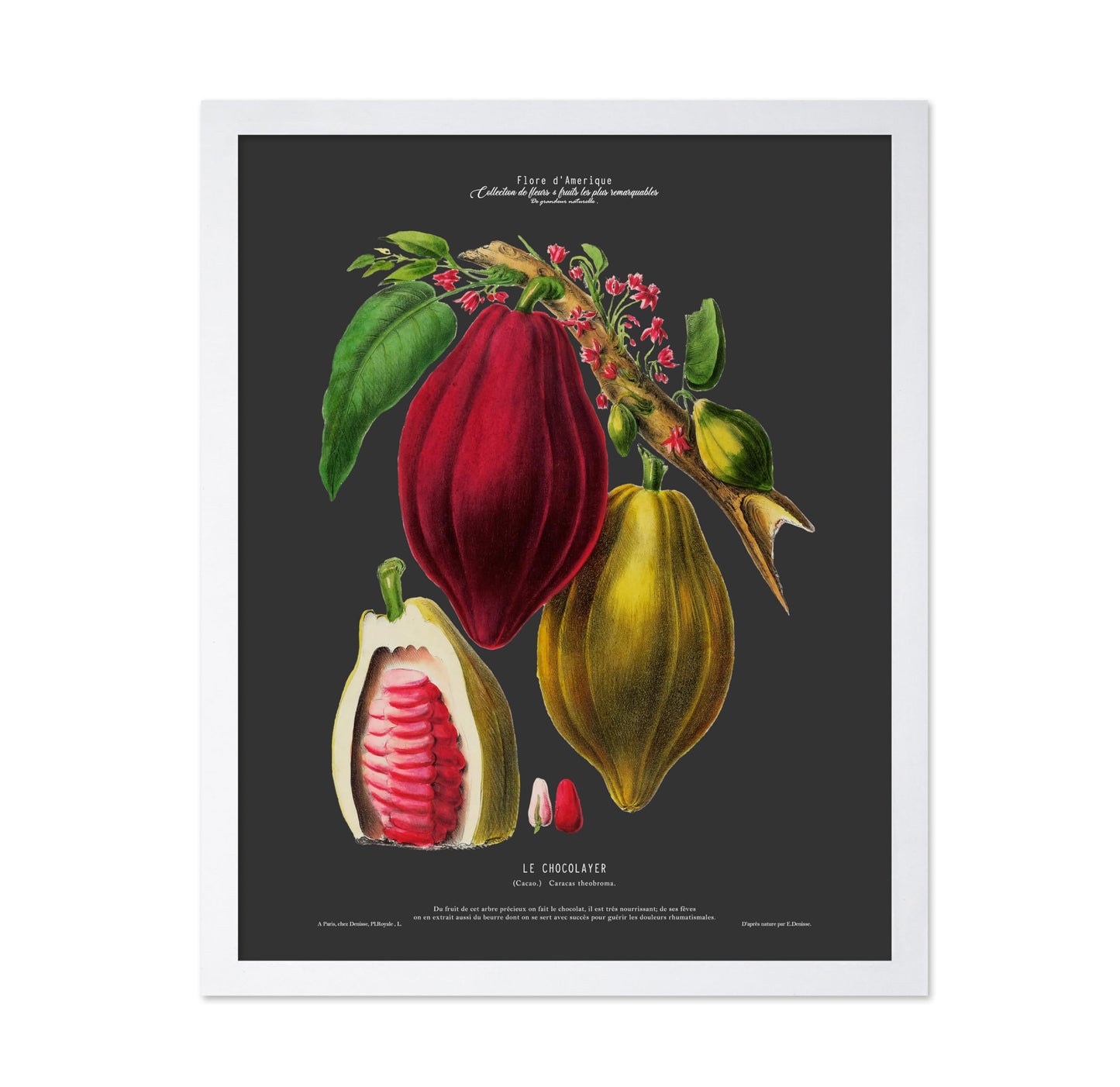 Cocoa Bean No2