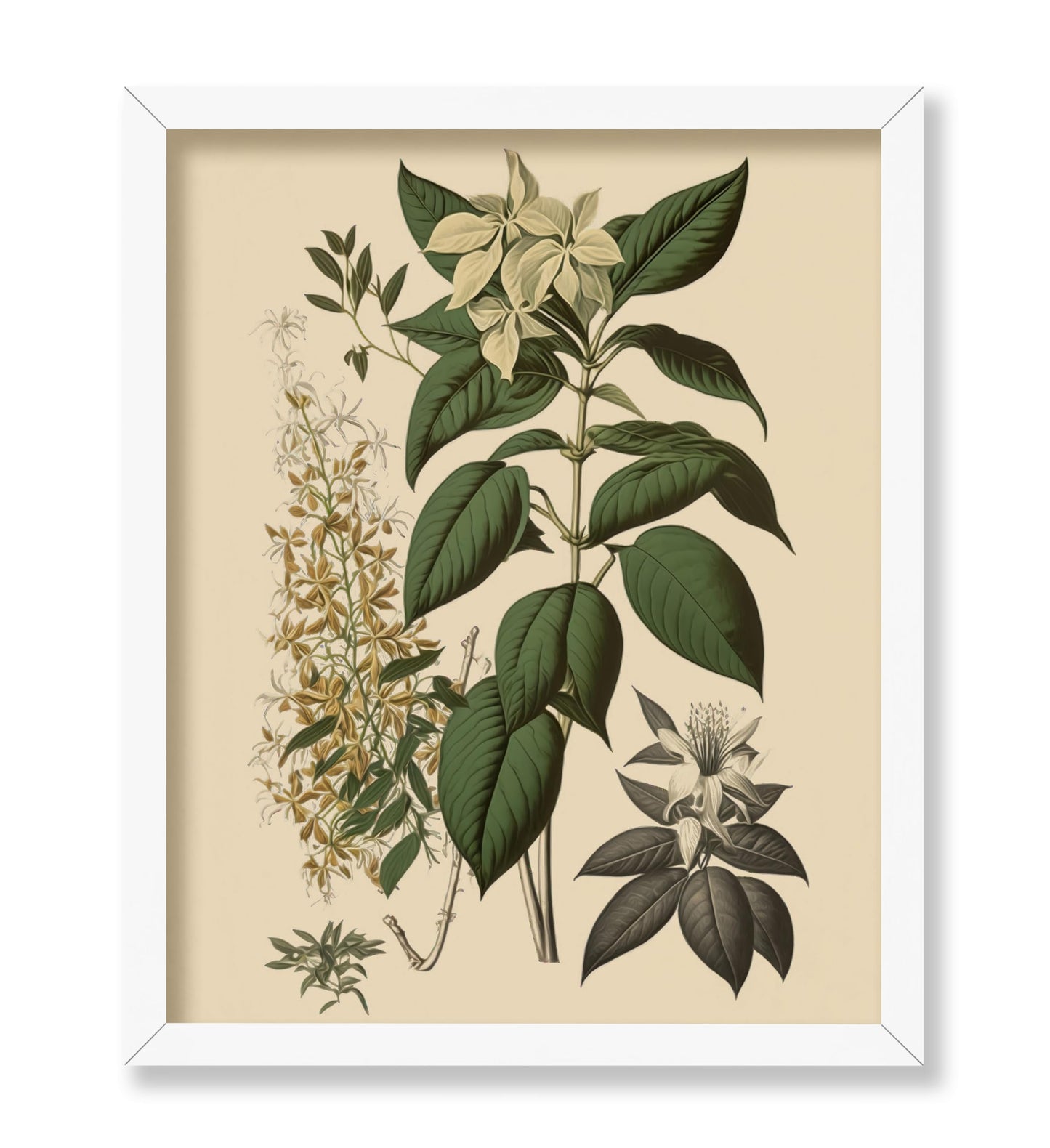 White Jasmine