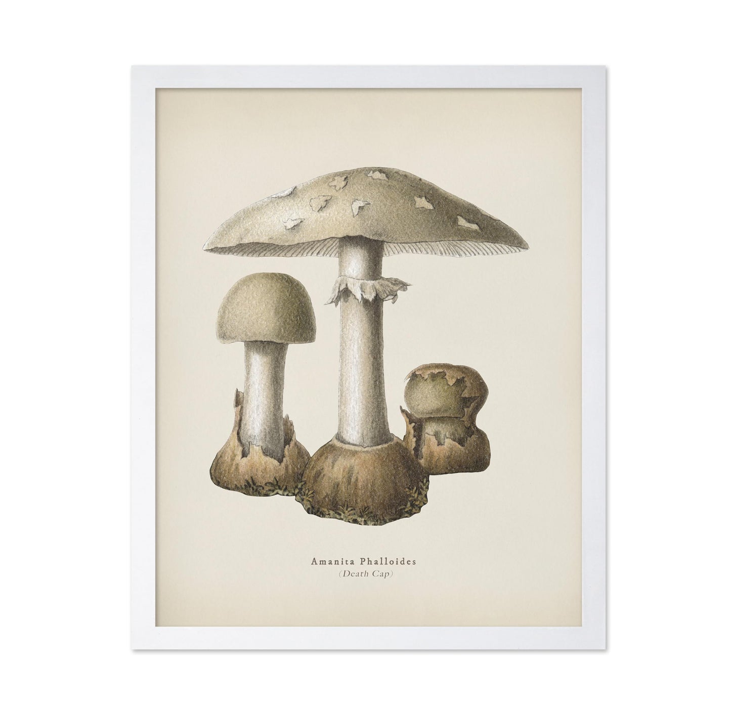 Death Cap Mushroom No1