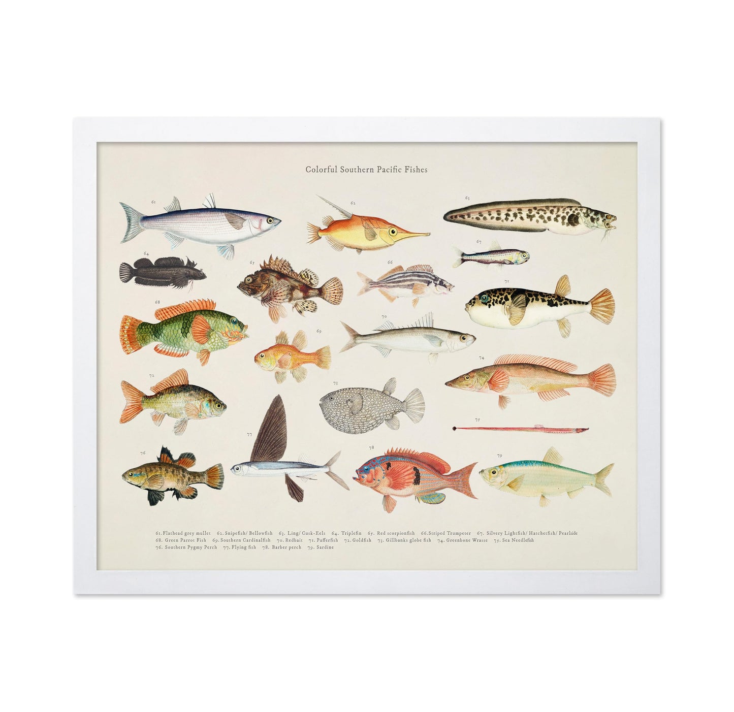 Southern Pacific Fishes No4