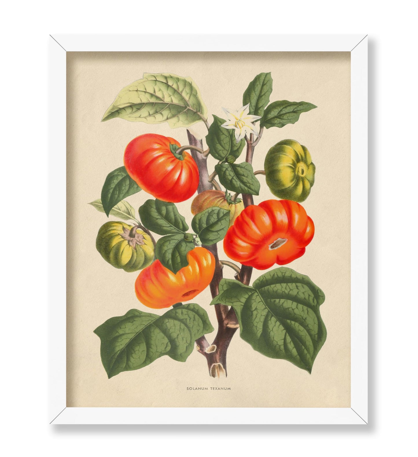 Flowers of the Greenhouses - Solanum Texanum
