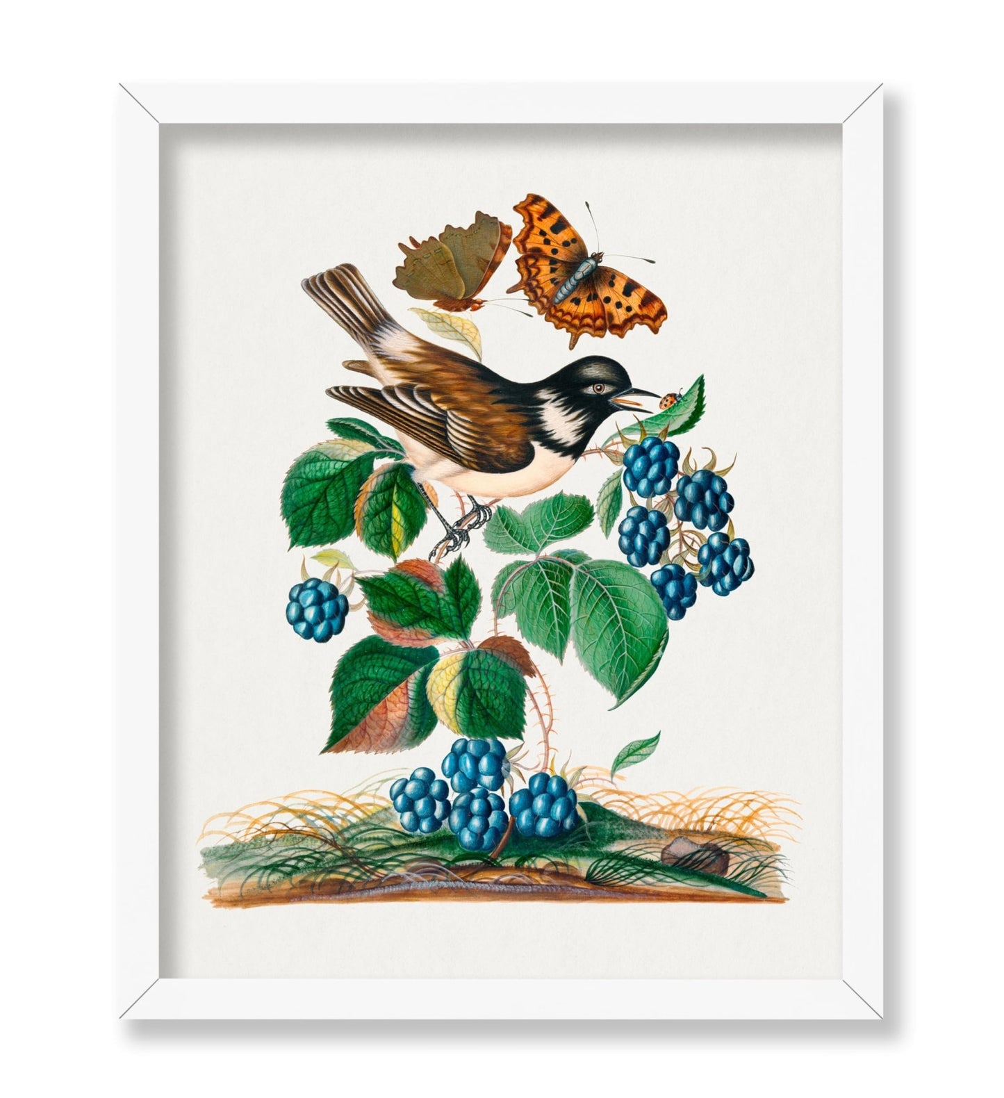 James Bolton - White-cheeked Starling, Bramble and Eurasian Comma and Seven-Spotted Ladybird Beetle on Leaf