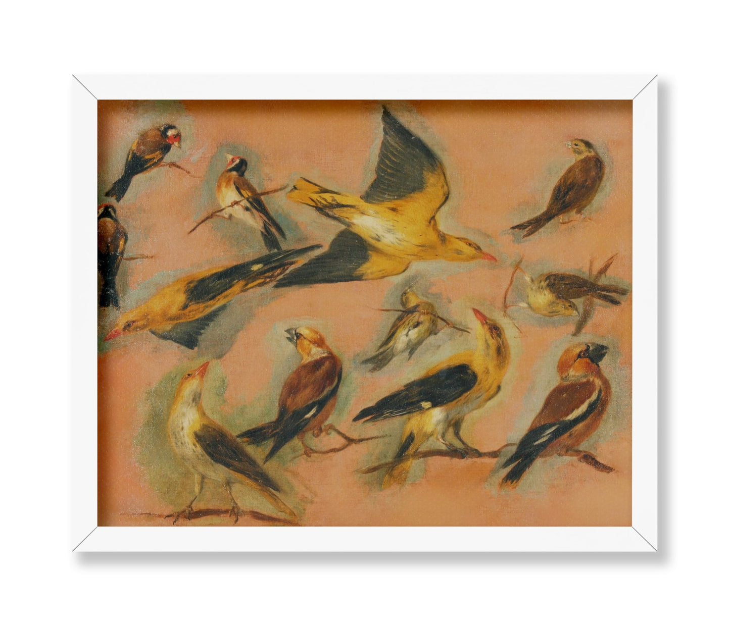 European Goldfinch