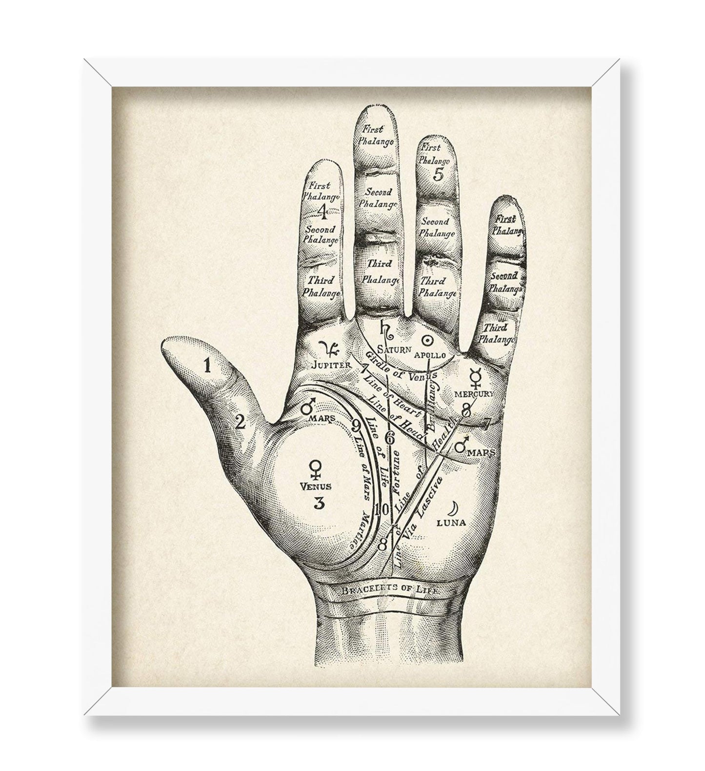 Palmistry
