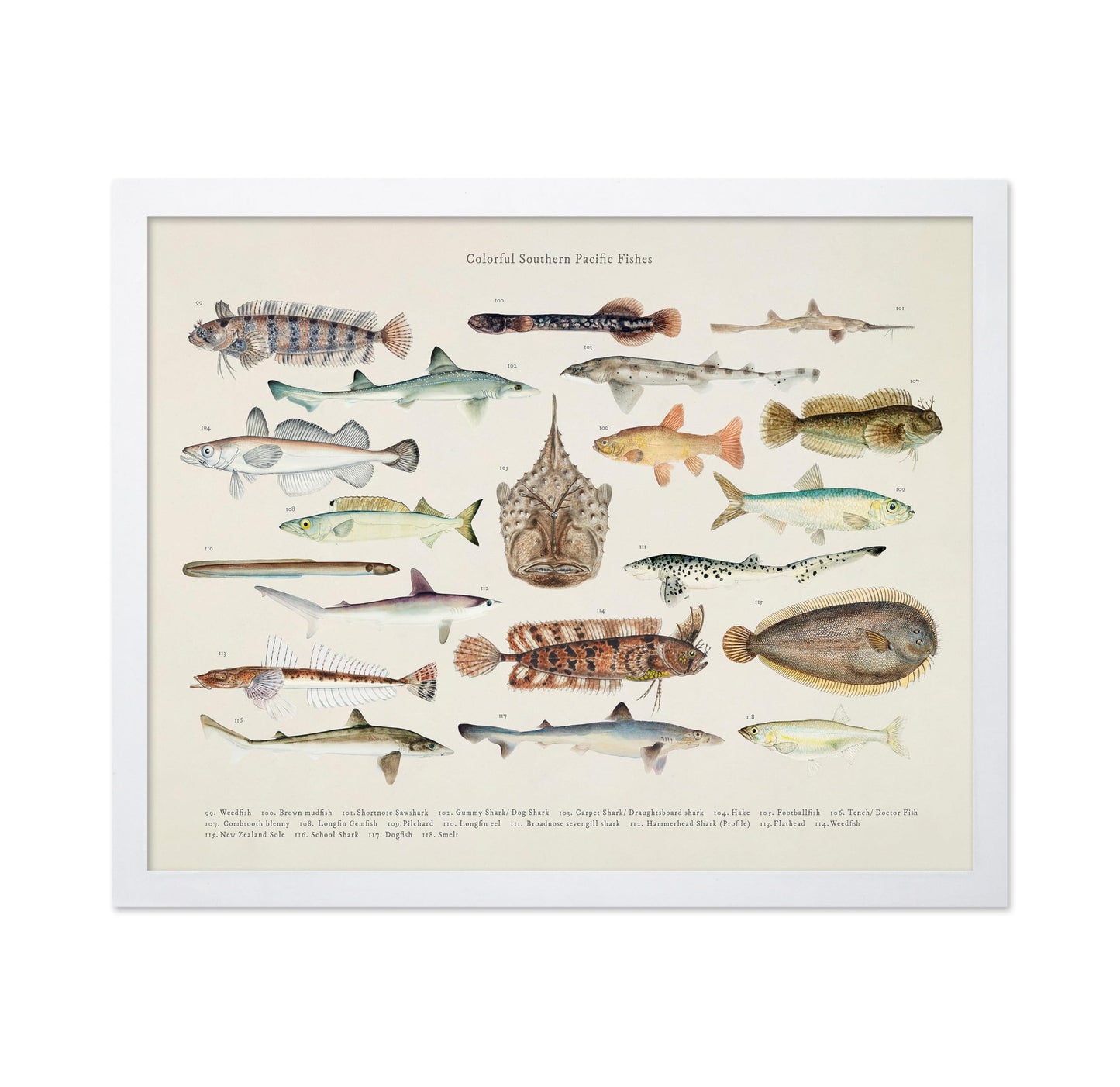 Southern Pacific Fishes No6