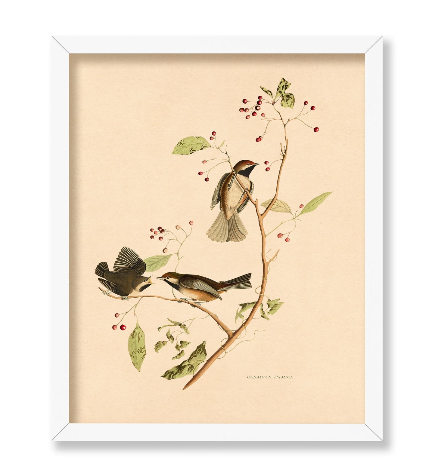 John James Audubon - Canadian Titmouse