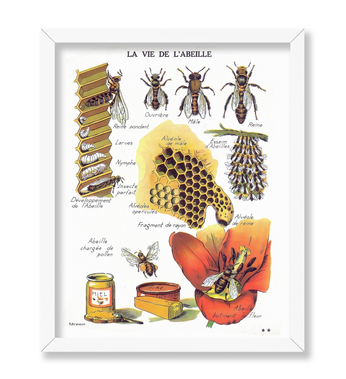 La Vie De L'Abeille