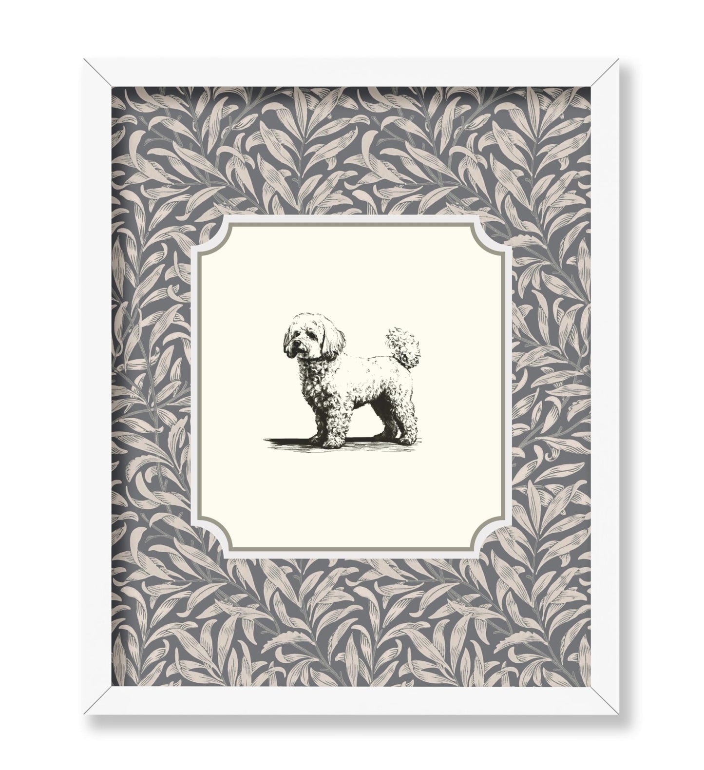 Bichon Frise
