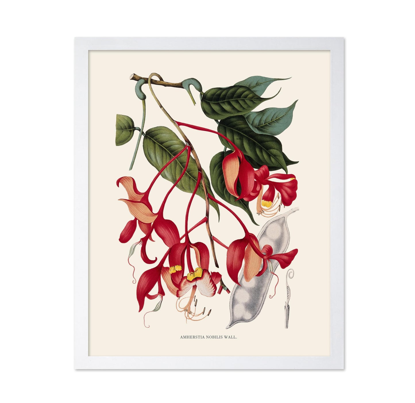 Amherstia Nobilis