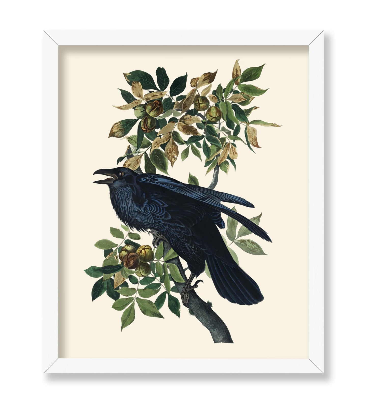 James Audubon - Raven
