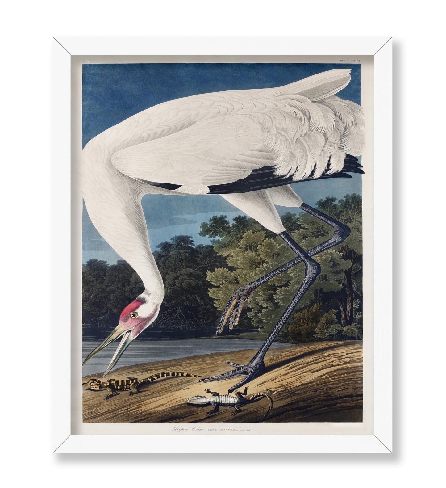 John James Audubon - Whooping Crane No2