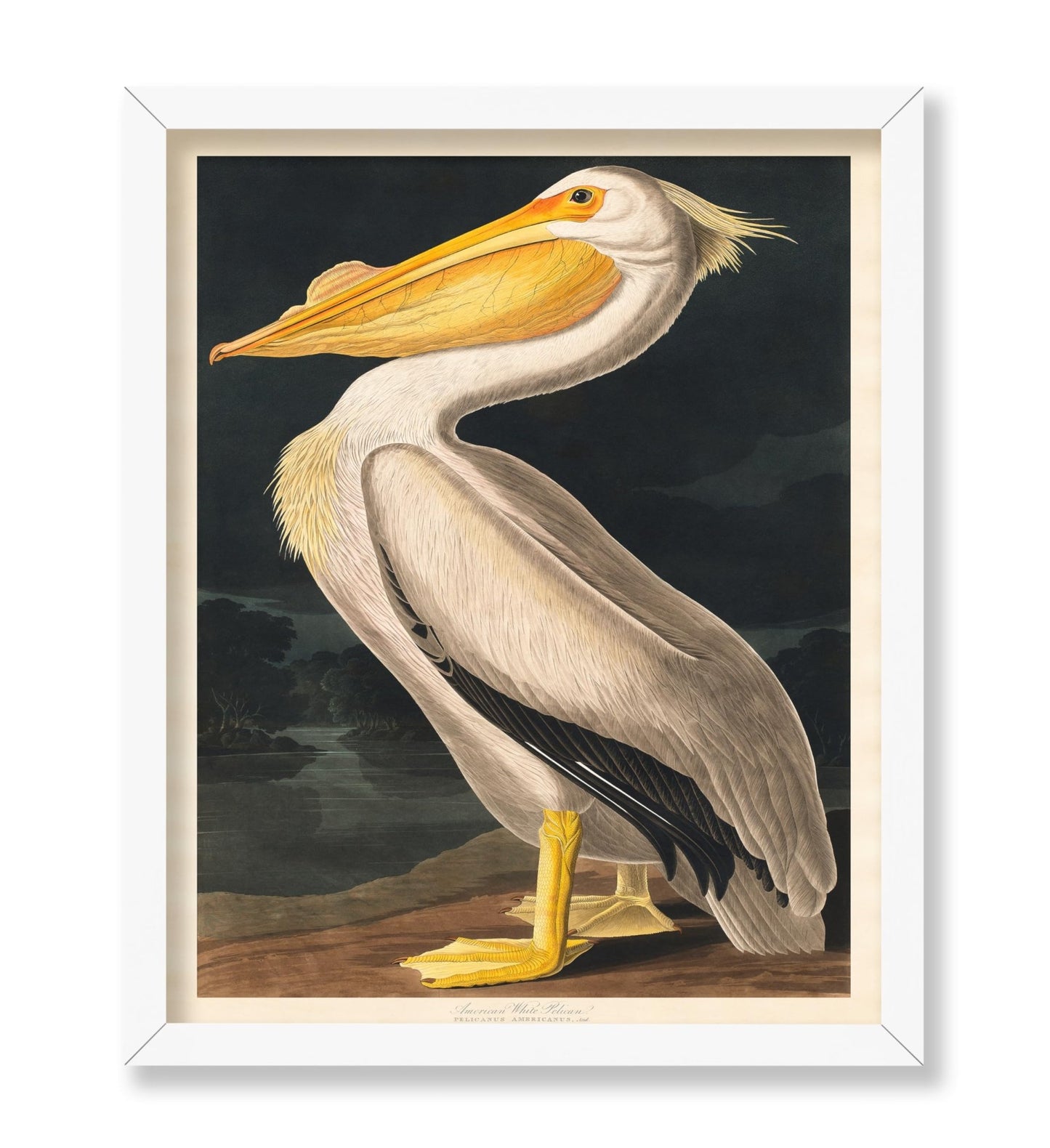 James Audubon - White Pelican