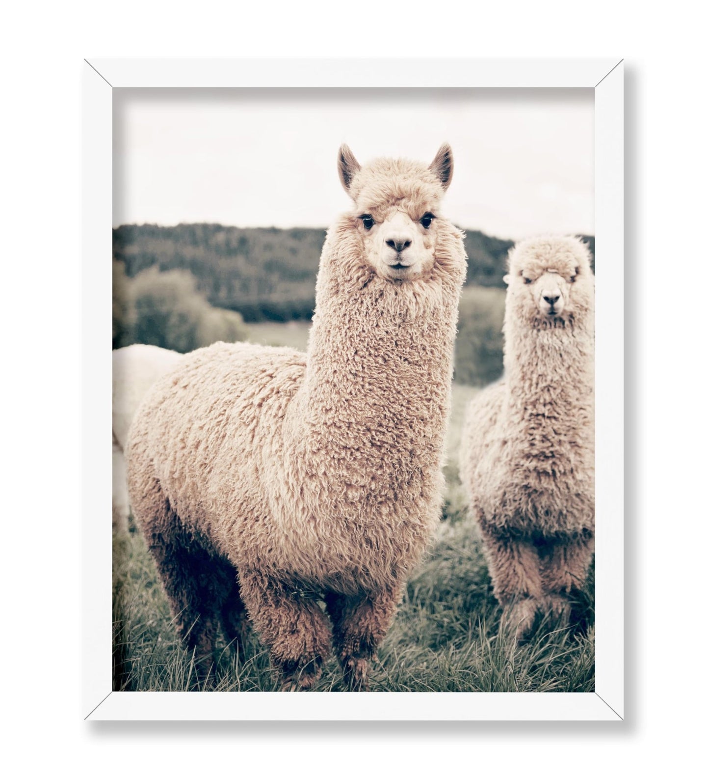 Alpaca