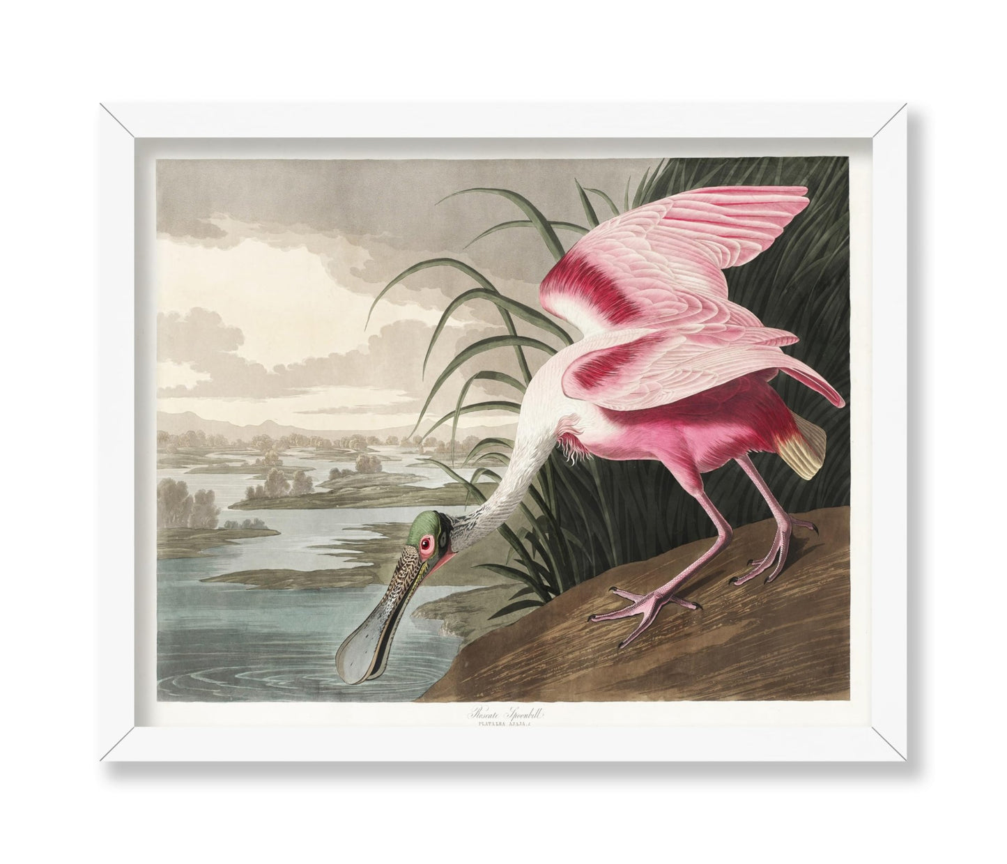 John James Audubon - Roseate Spoonbill
