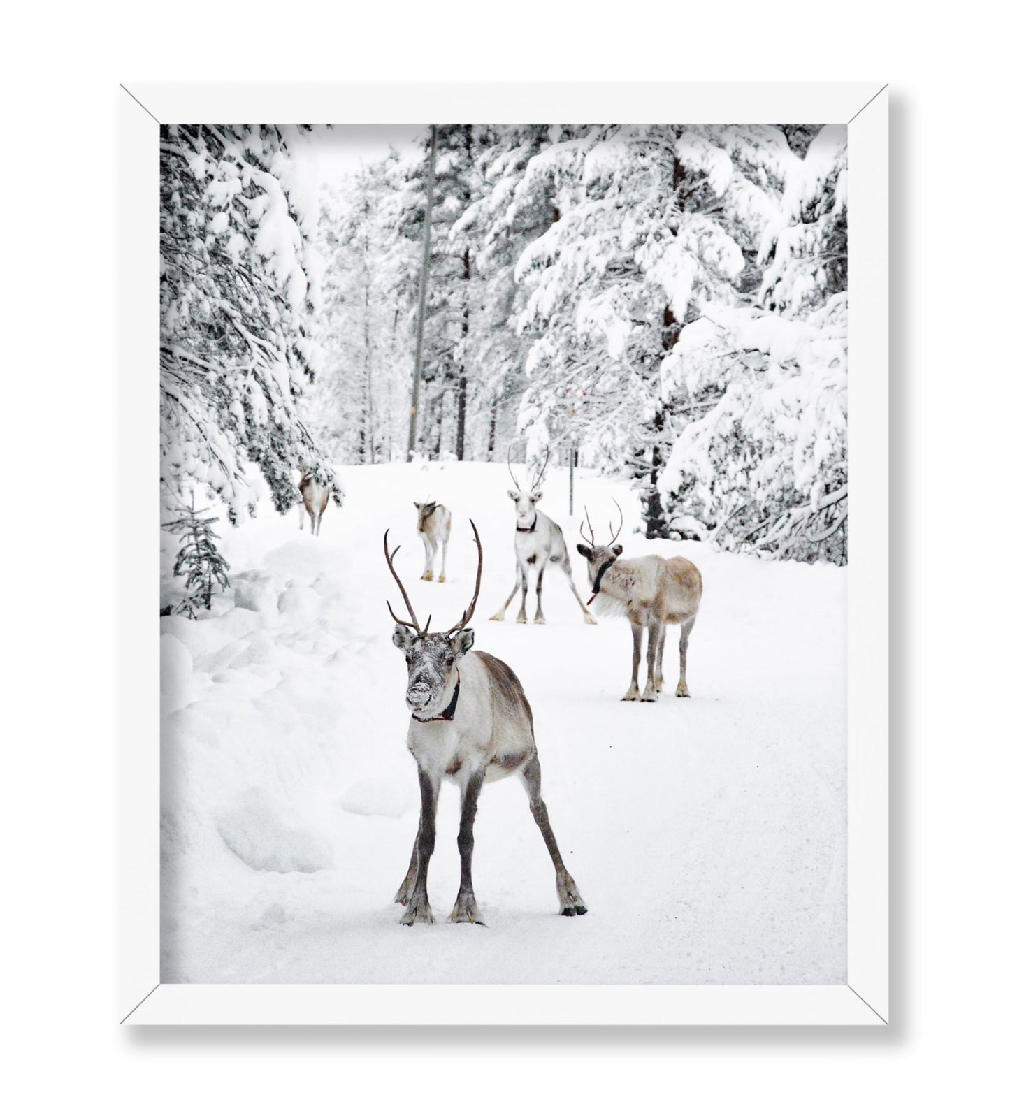 Reindeers in the Snow
