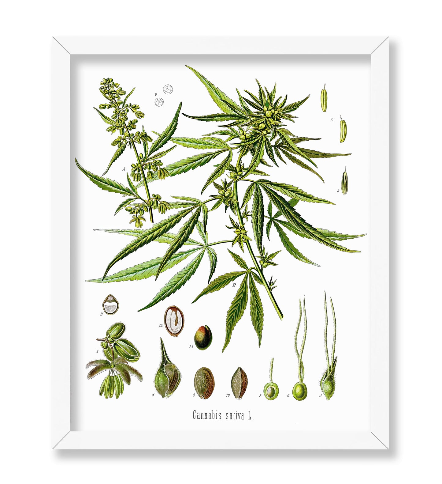 Cannabis Sativa