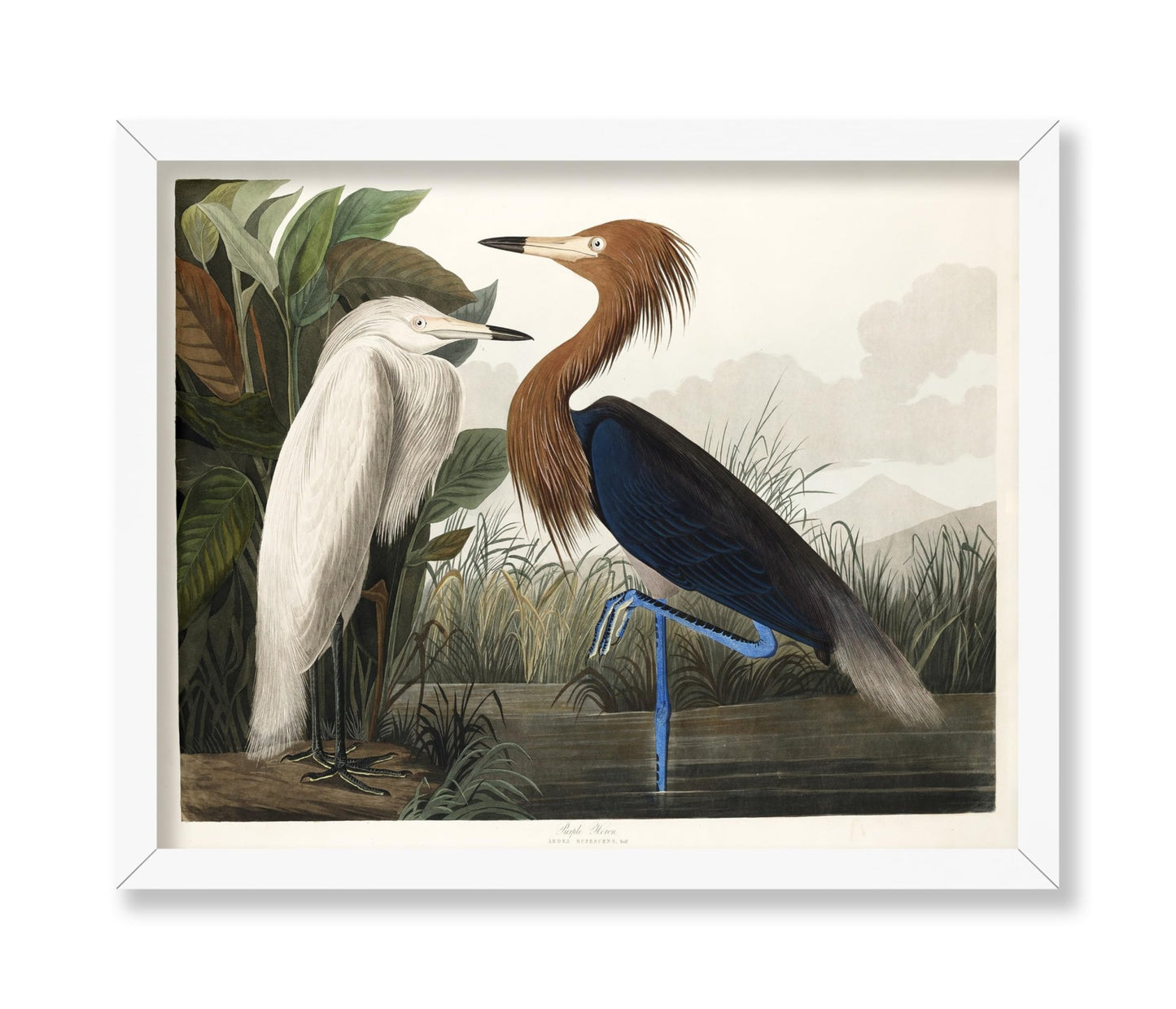 John James Audubon - Purple Heron