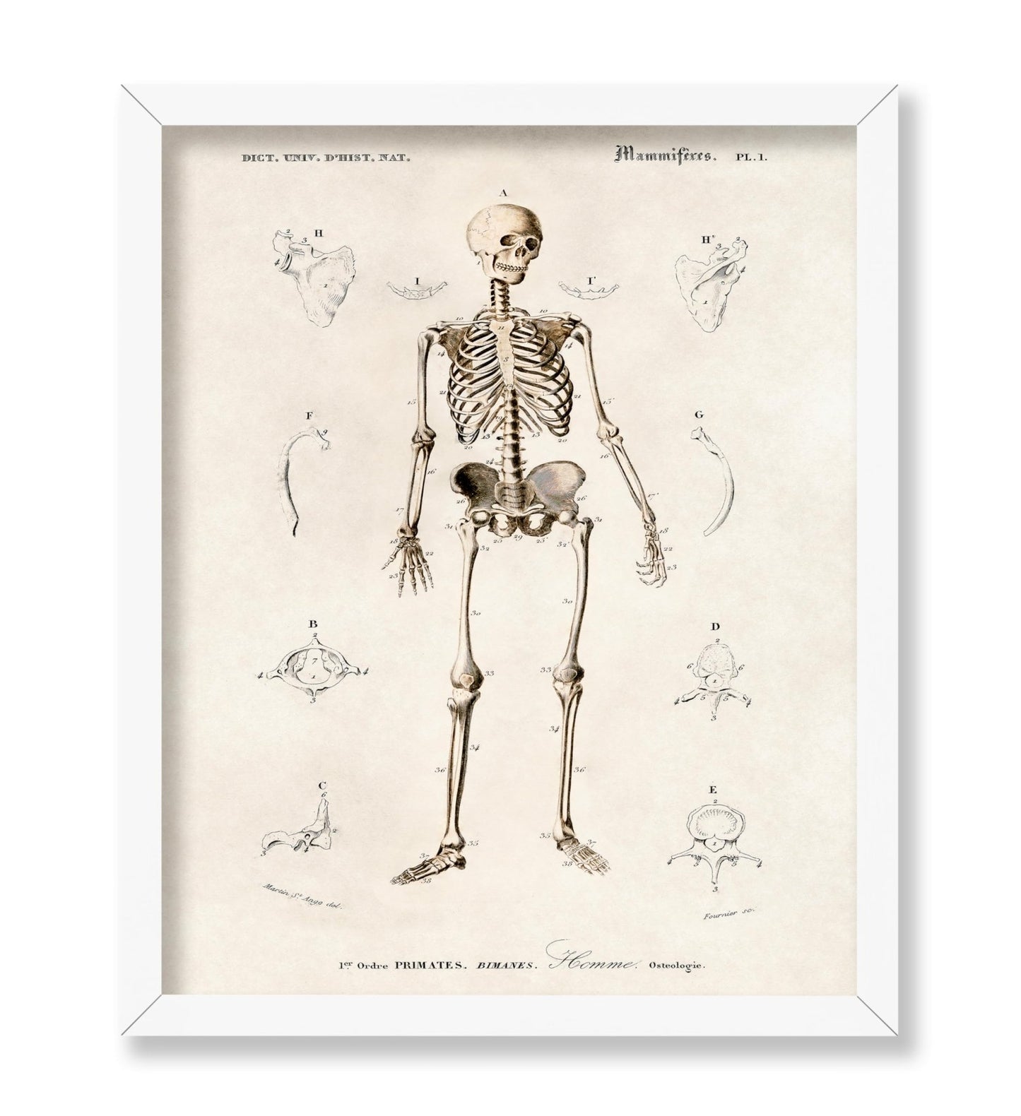 Human Skeleton No2