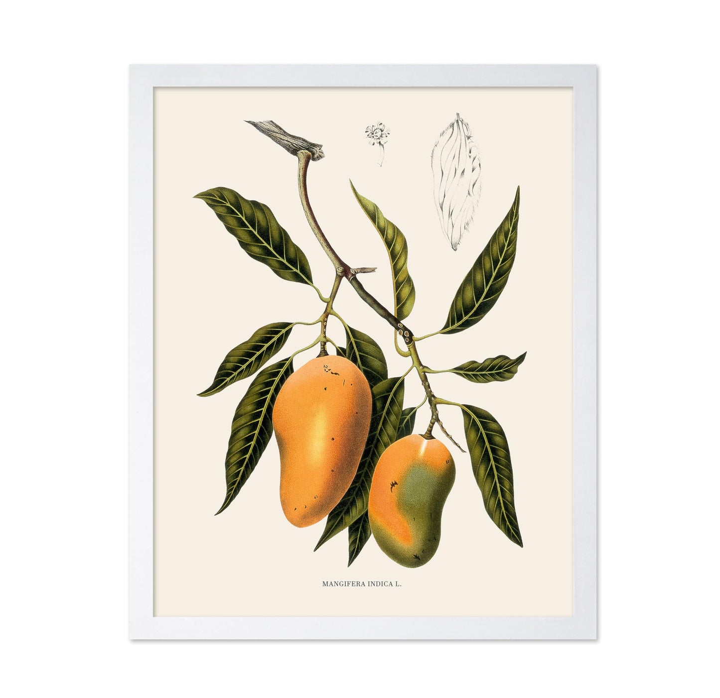 Mangifera Indica