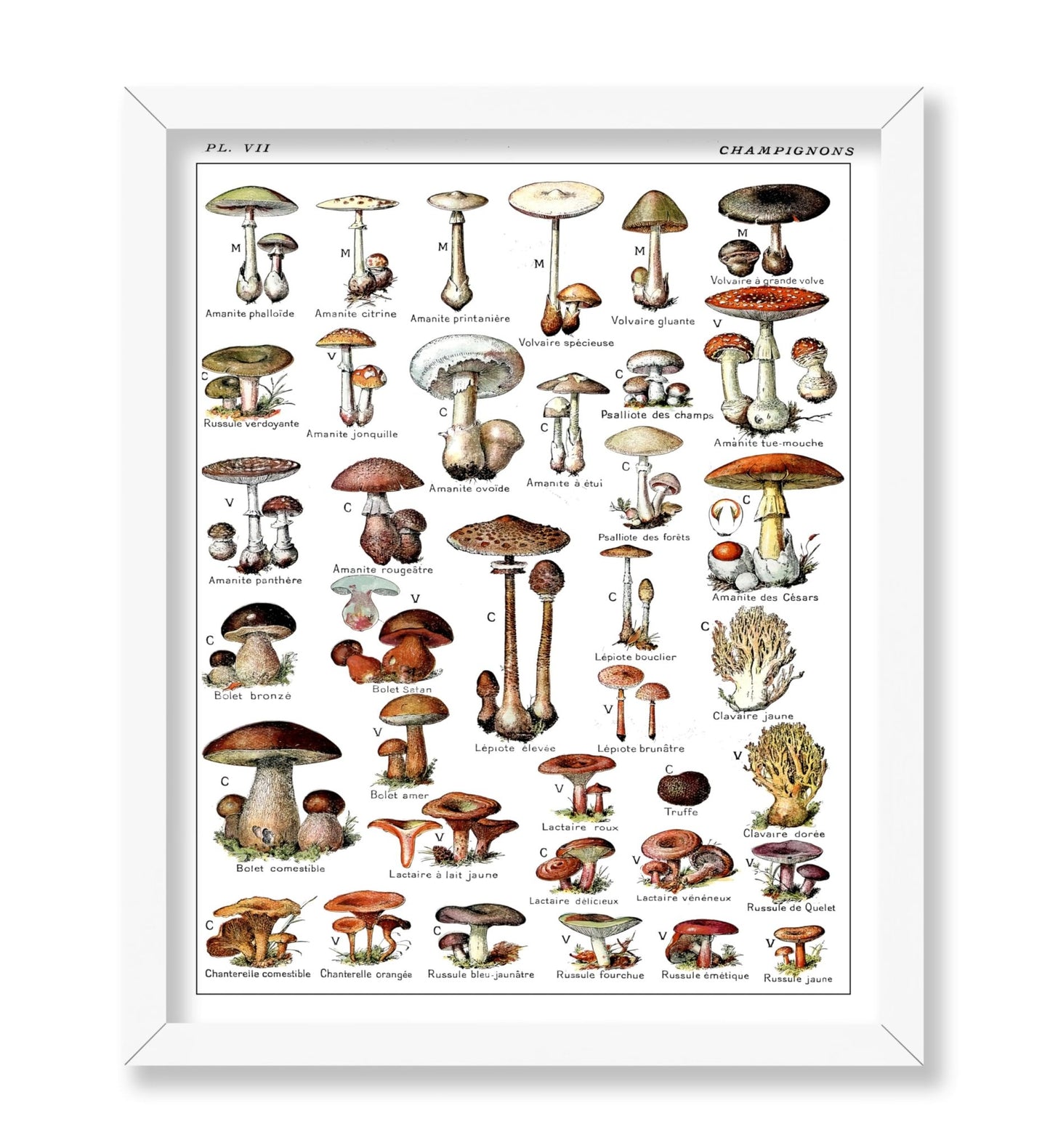 Adolphe Millot - Champignons No2
