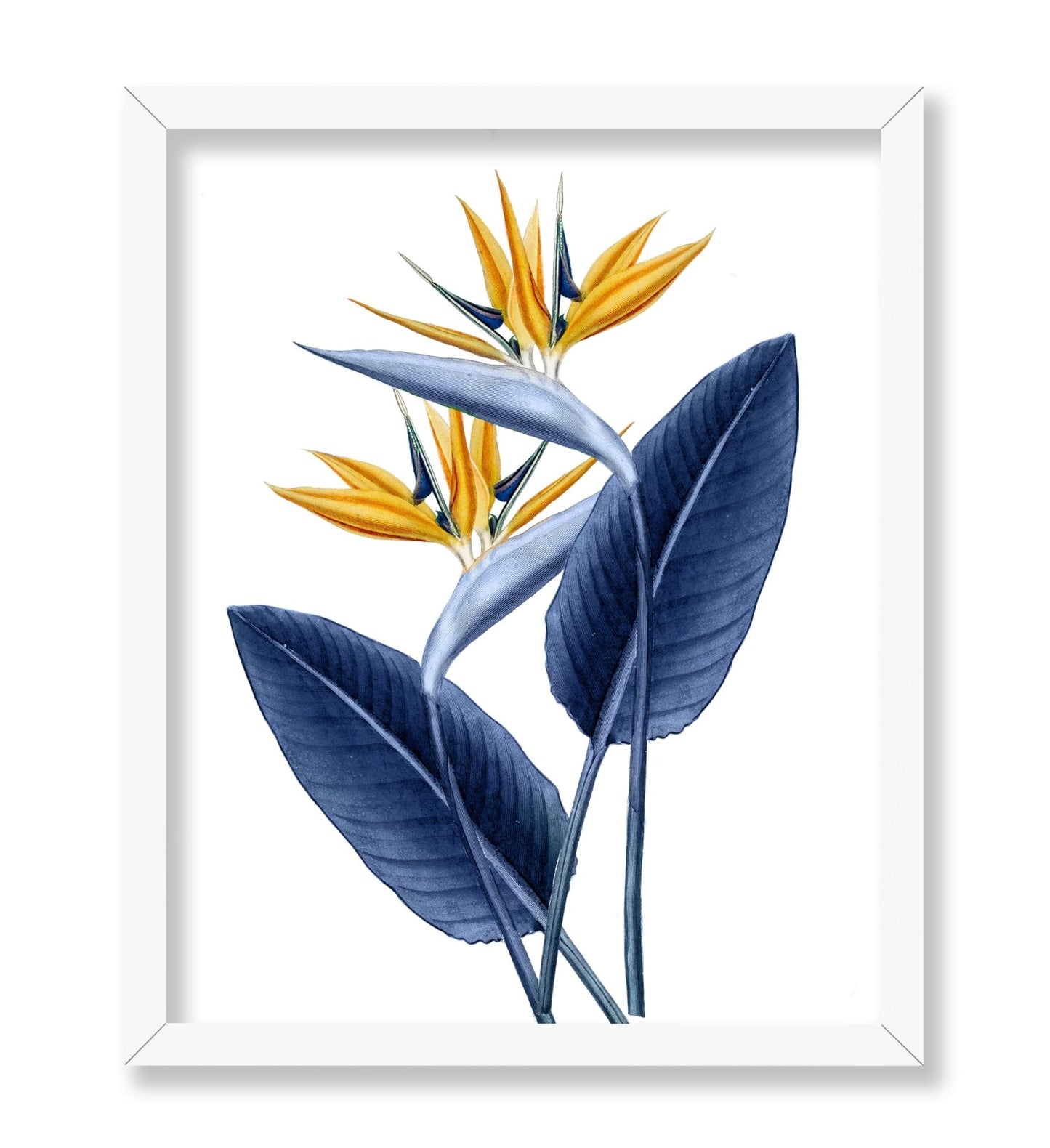 Bird of Paradise No1
