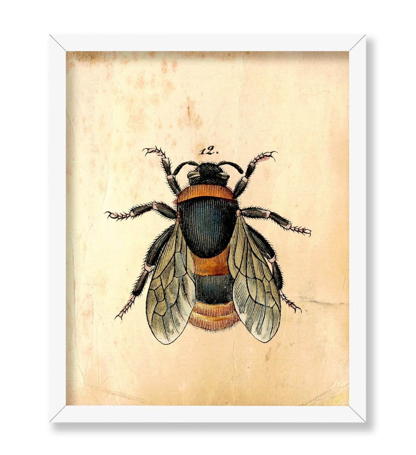 Bumblebee No1