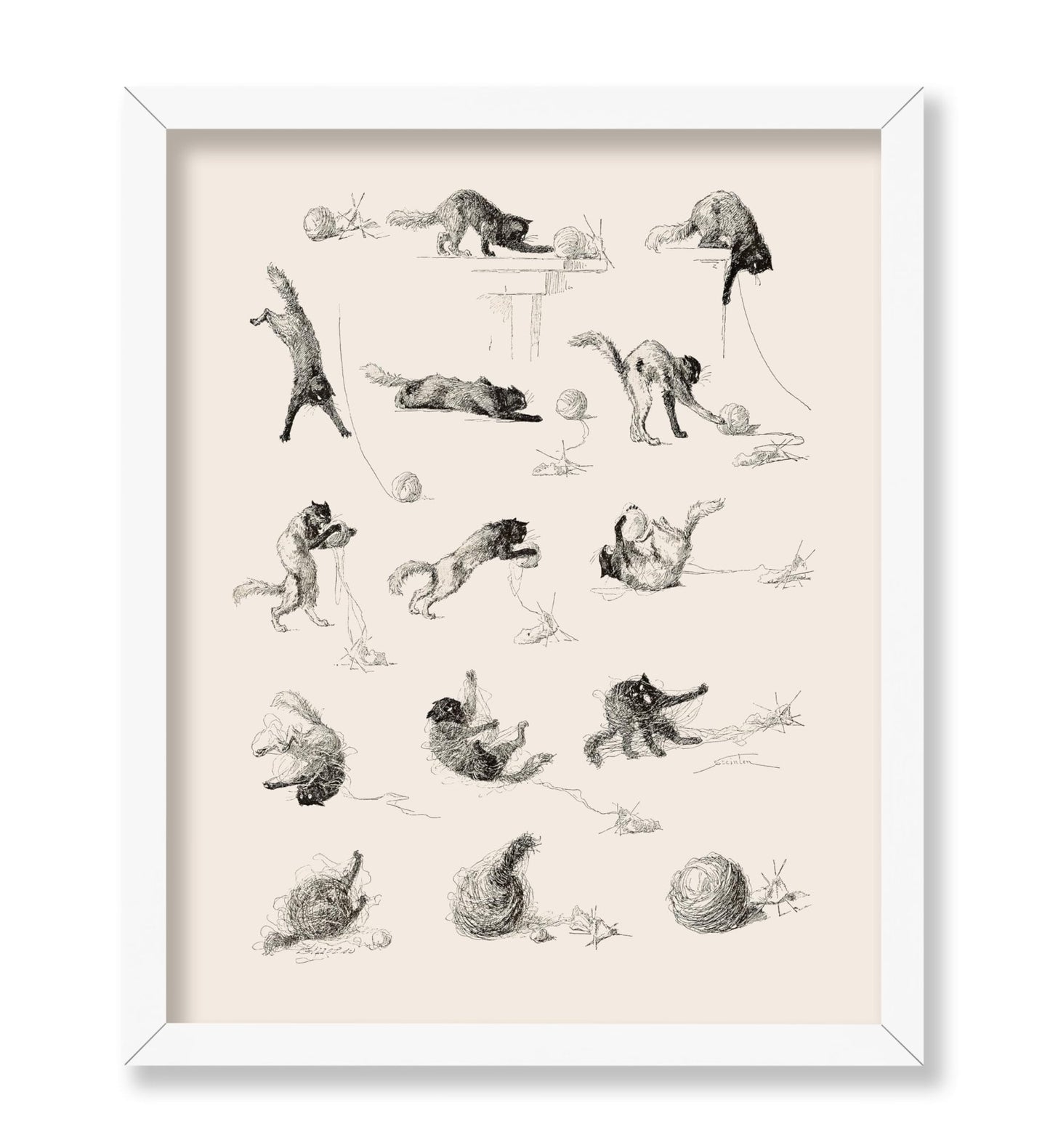 Cat Studies