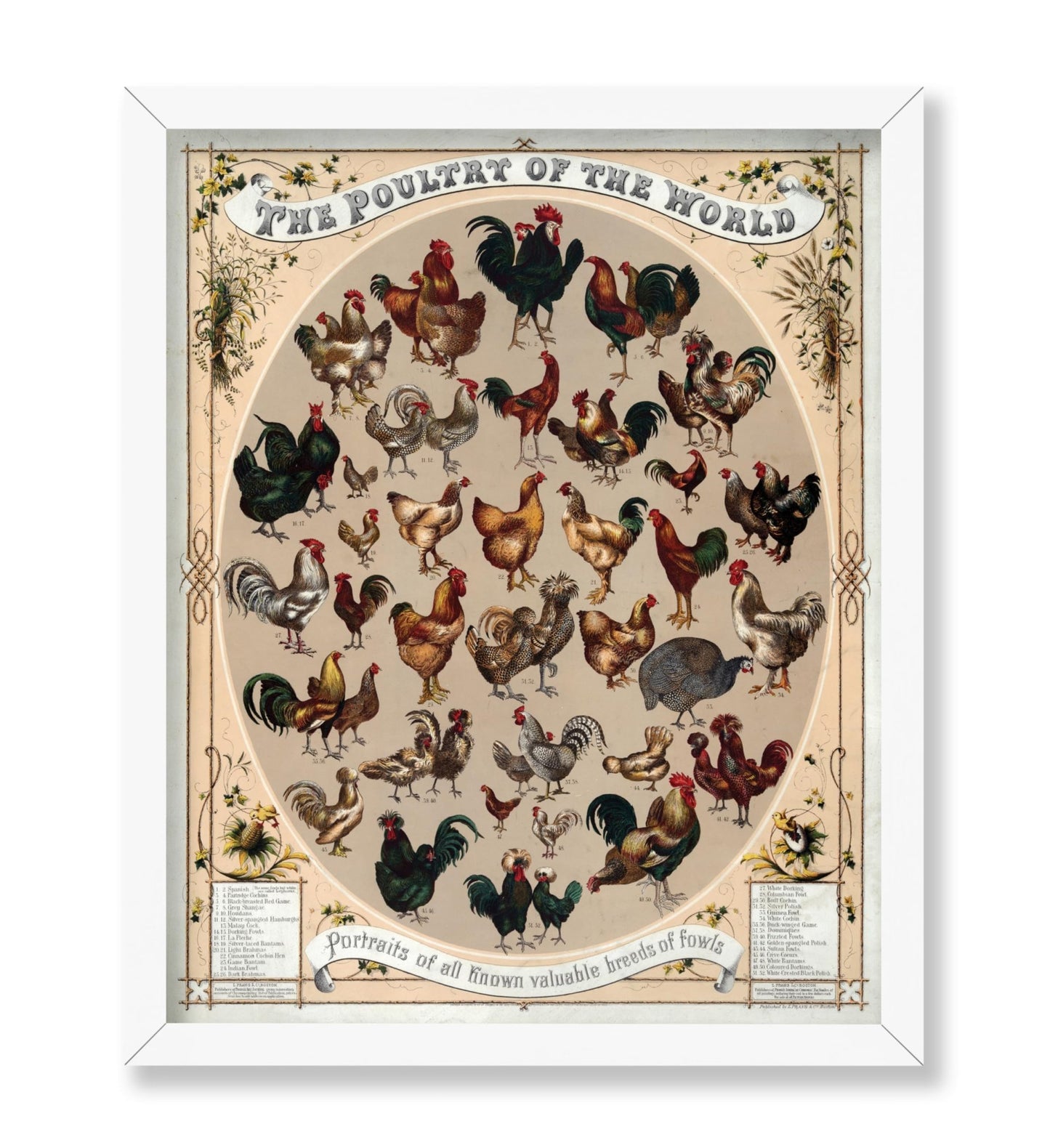 Poultry of the World